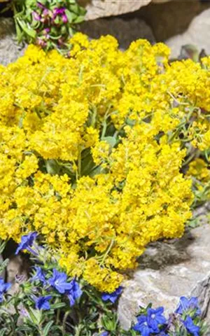 Alyssum montanum 'Berggold'