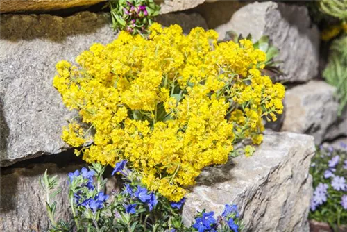 Garten-Berg-Steinkraut - Alyssum montanum 'Berggold'