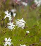 Sand-Nelke - Dianthus arenarius