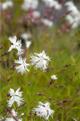 Sand-Nelke - Dianthus arenarius