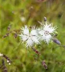 Sand-Nelke - Dianthus arenarius