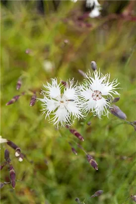 Sand-Nelke - Dianthus arenarius