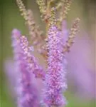 Teppichspiere - Astilbe chinensis var.pumila, gen.