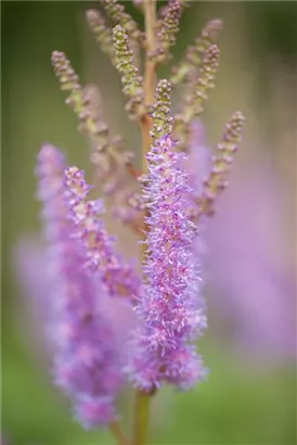 Teppichspiere - Astilbe chinensis var.pumila, gen.