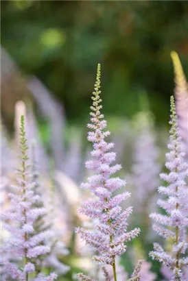 Teppichspiere - Astilbe chinensis var.pumila, gen.