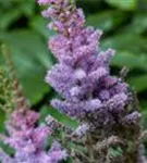 Teppichspiere - Astilbe chinensis var.pumila, gen.