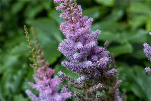 Teppichspiere - Astilbe chinensis var.pumila, gen.