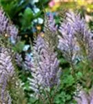 Teppichspiere - Astilbe chinensis var.pumila, gen.