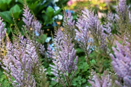 Teppichspiere - Astilbe chinensis var.pumila, gen.