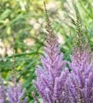 Teppichspiere - Astilbe chinensis var.pumila, gen.