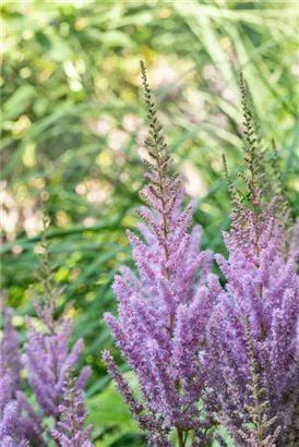 Teppichspiere - Astilbe chinensis var.pumila, gen.