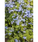 Kaukasusvergissmeinnicht - Brunnera macrophylla, blau