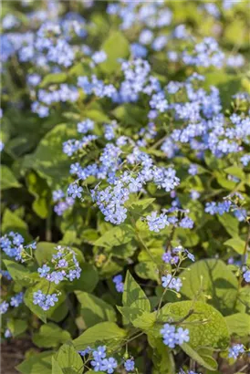 Kaukasusvergissmeinnicht - Brunnera macrophylla, blau