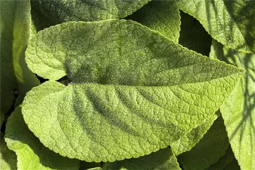 Kaukasusvergissmeinnicht - Brunnera macrophylla, blau