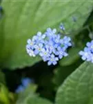 Kaukasusvergissmeinnicht - Brunnera macrophylla, blau