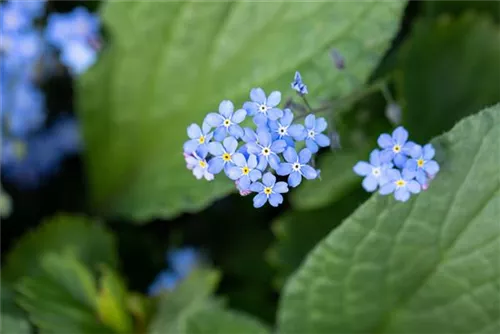 Kaukasusvergissmeinnicht - Brunnera macrophylla, blau