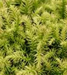 Japan.Sicheltanne 'Vilmorin Gold' - Cryptomeria japonica 'Vilmorin Gold'