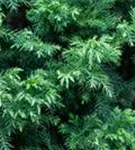 Japan.Sicheltanne 'Vilmorin Gold' - Cryptomeria japonica 'Vilmorin Gold'