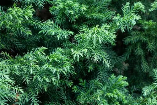 Japan.Sicheltanne 'Vilmorin Gold' - Cryptomeria japonica 'Vilmorin Gold'