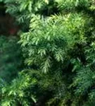 Japan.Sicheltanne 'Vilmorin Gold' - Cryptomeria japonica 'Vilmorin Gold'