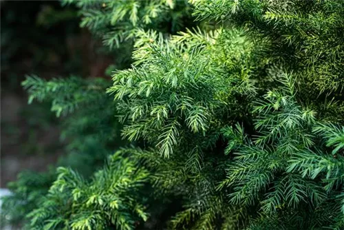 Japan.Sicheltanne 'Vilmorin Gold' - Cryptomeria japonica 'Vilmorin Gold'