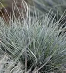 Blau-Schwingel - Festuca cinerea