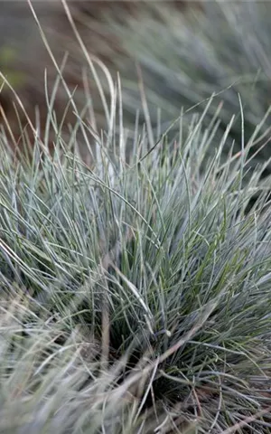 Festuca cinerea