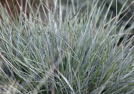 Festuca cinerea - Blau-Schwingel