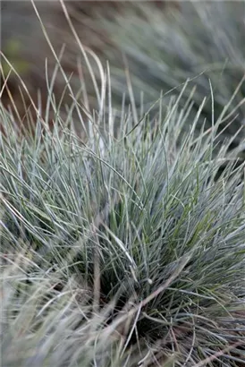 Blau-Schwingel - Festuca cinerea