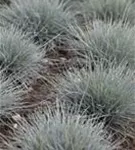 Blau-Schwingel - Festuca cinerea