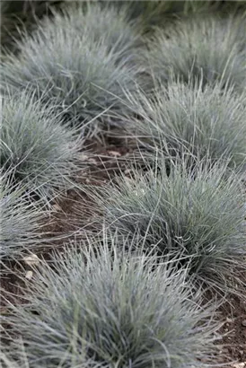 Blau-Schwingel - Festuca cinerea