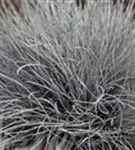 Blau-Schwingel - Festuca cinerea