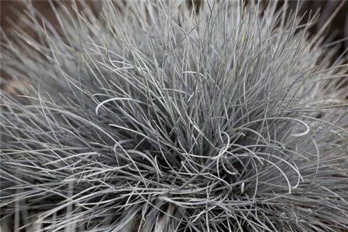 Blau-Schwingel - Festuca cinerea