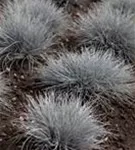 Blau-Schwingel - Festuca cinerea