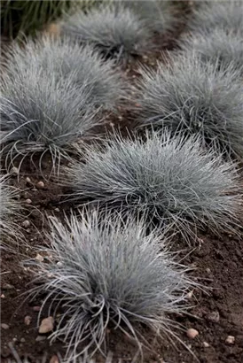 Blau-Schwingel - Festuca cinerea