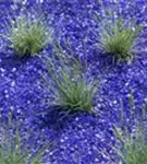 Blau-Schwingel - Festuca cinerea