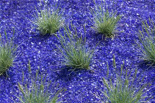 Blau-Schwingel - Festuca cinerea