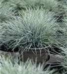 Blau-Schwingel - Festuca cinerea