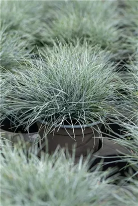 Blau-Schwingel - Festuca cinerea