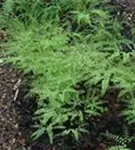 Pfauenradfarn - Adiantum pedatum