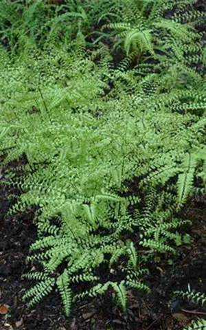 Adiantum pedatum