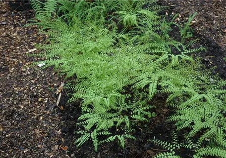 Adiantum pedatum - Pfauenradfarn