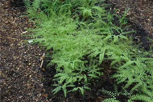 Pfauenradfarn - Adiantum pedatum