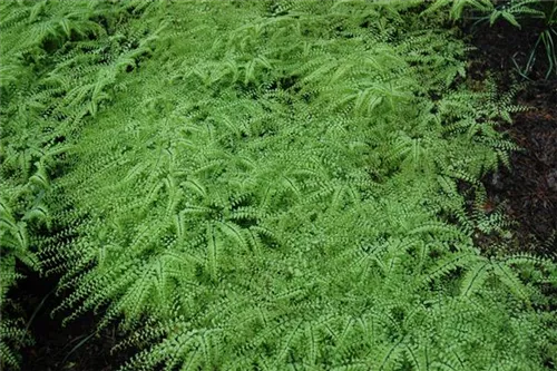 Pfauenradfarn - Adiantum pedatum