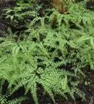 Pfauenradfarn - Adiantum pedatum