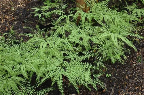 Pfauenradfarn - Adiantum pedatum