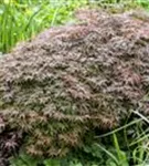 Dunkelroter Schlitzahorn 'Garnet' - Acer palmatum 'Dissectum Garnet'