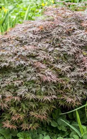 Acer palmatum 'Dissectum Garnet'