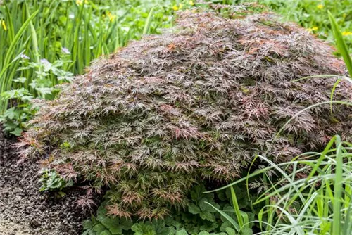 Dunkelroter Schlitzahorn 'Garnet' - Acer palmatum 'Dissectum Garnet'