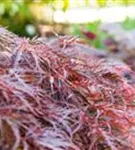 Dunkelroter Schlitzahorn 'Garnet' - Acer palmatum 'Dissectum Garnet'